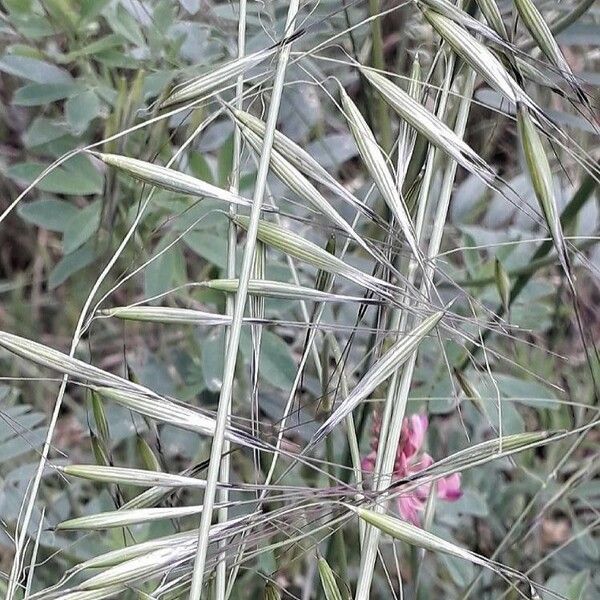 Avena fatua Λουλούδι