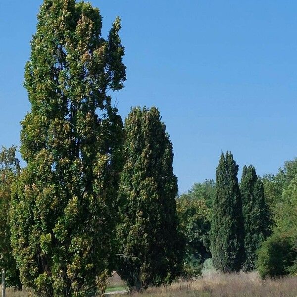 Quercus robur Hábitos