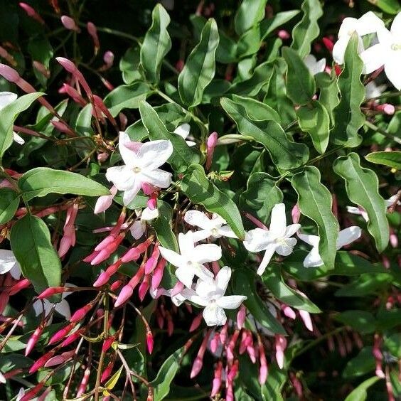 Jasminum polyanthum Květ