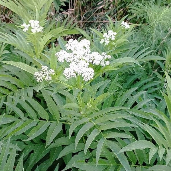 Sambucus ebulus Cvet