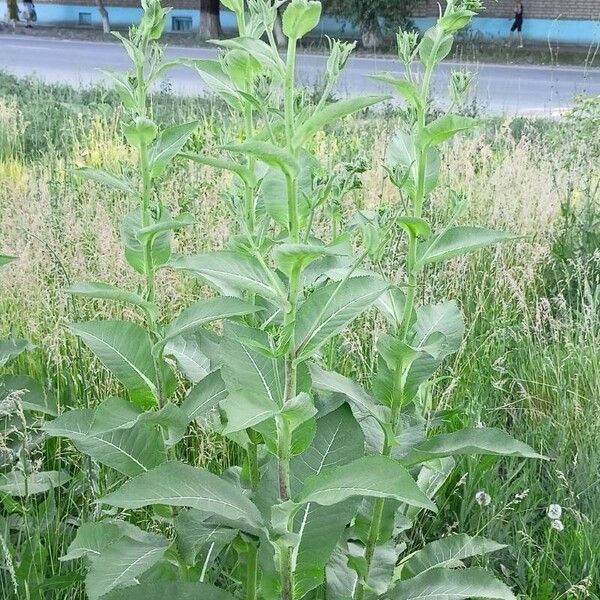 Inula helenium Habit