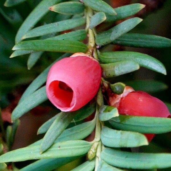 Taxus brevifolia Fruto