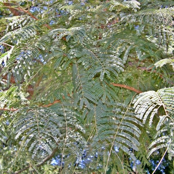 Anadenanthera colubrina Leaf