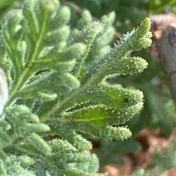 Lavandula multifida Levél