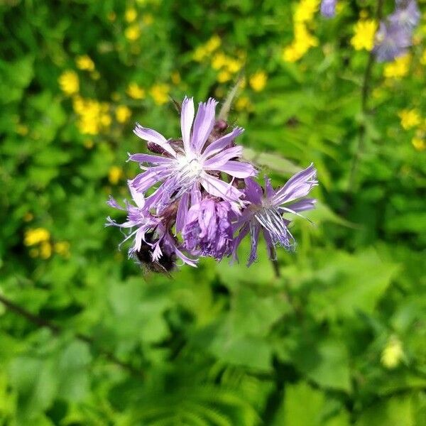 Lactuca alpina Flor