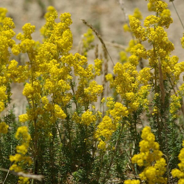 Galium verum Хабит