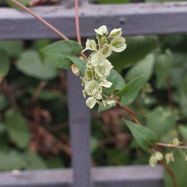 Fallopia dumetorum Fruto