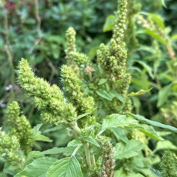 Amaranthus powellii Λουλούδι