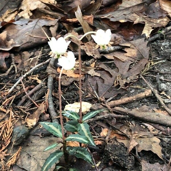 Chimaphila maculata Kvet