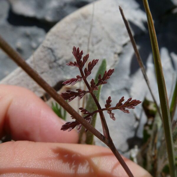 Caucalis platycarpos Leaf