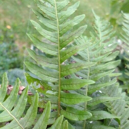 Polypodium virginianum Лист