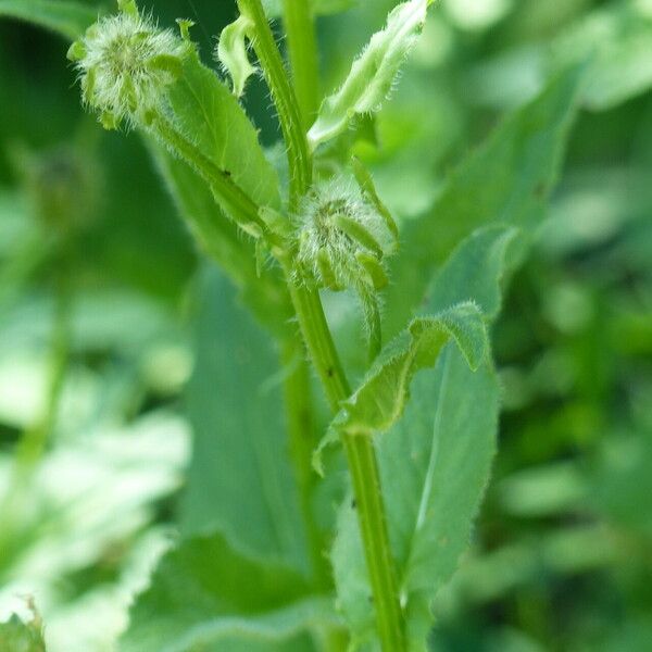 Crepis pyrenaica Листок