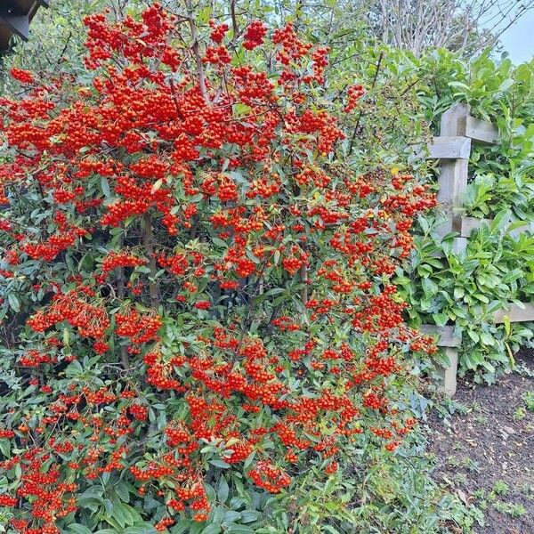 Pyracantha crenulata Fruto