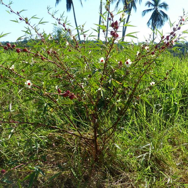 Hibiscus sabdariffa Habitat