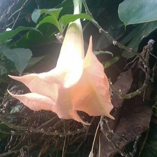 Brugmansia suaveolens Fleur
