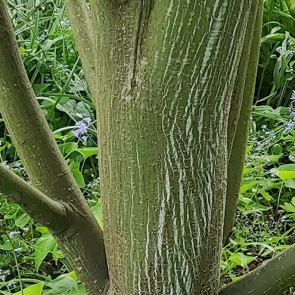 Acer davidii Bark