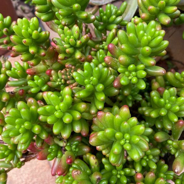 Sedum × rubrotinctum पत्ता