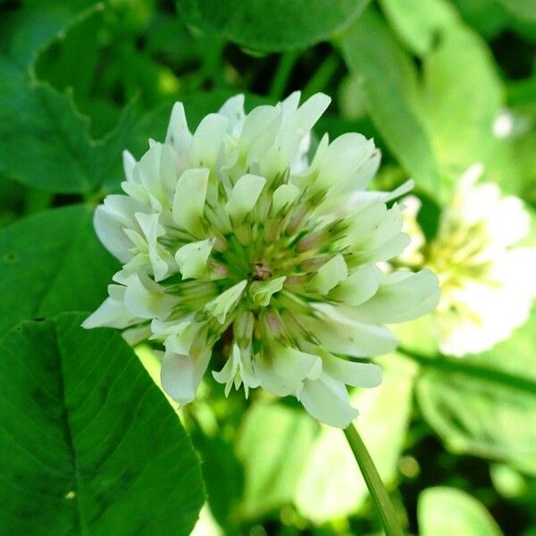 Trifolium repens Flower