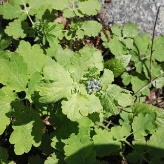 Chelidonium majus Leaf