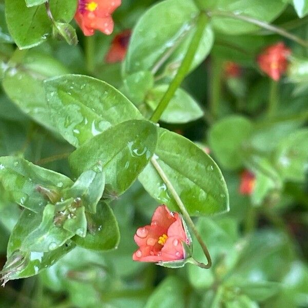 Lysimachia arvensis Leht