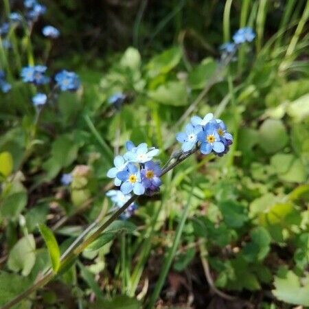 Myosotis arvensis Flower