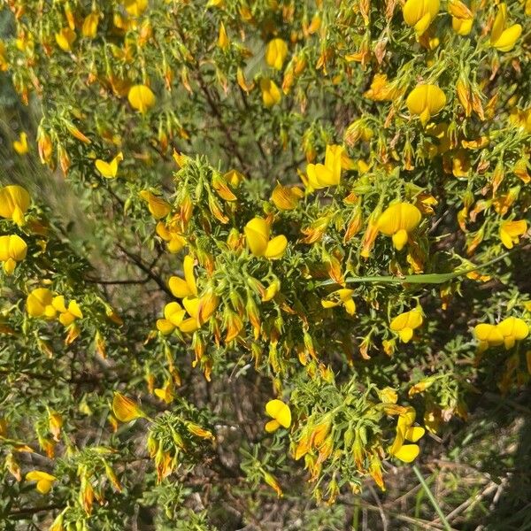 Ononis ramosissima Blomma