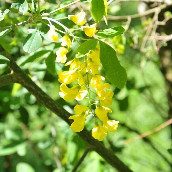 Laburnum alpinum Floro