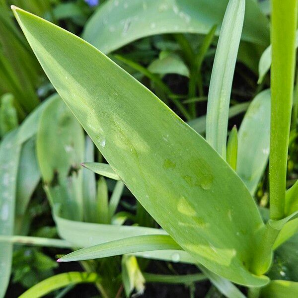 Tulipa agenensis Blatt