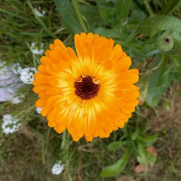 Calendula officinalis Цветок