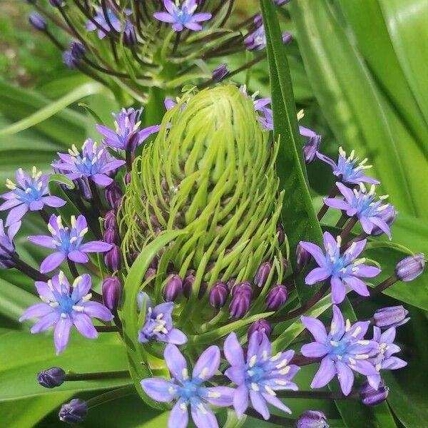 Scilla peruviana Цвят