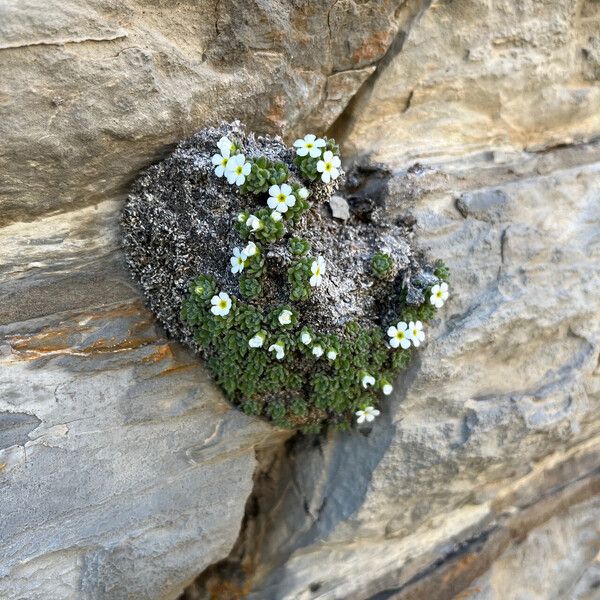 Androsace pubescens Habit