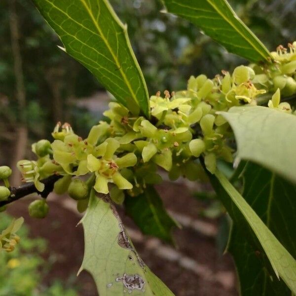 Maytenus ilicifolia Flor