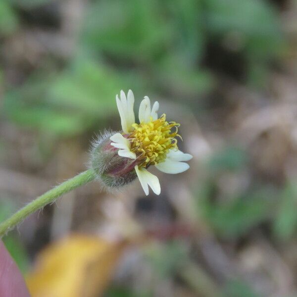 Tridax procumbens Flower