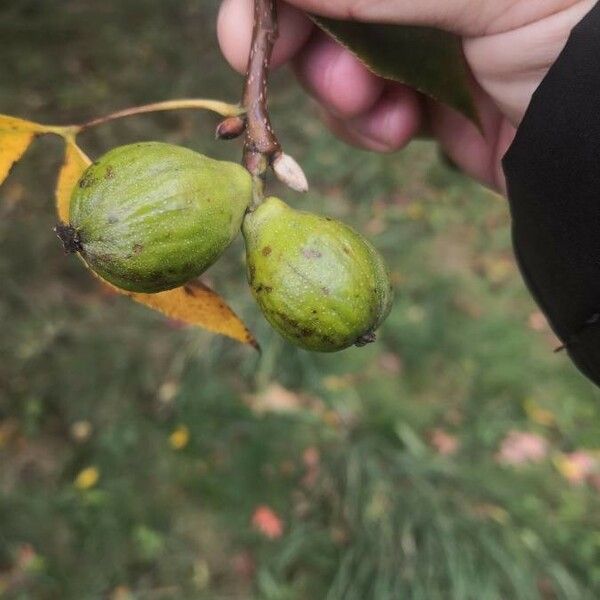 Carya glabra Owoc