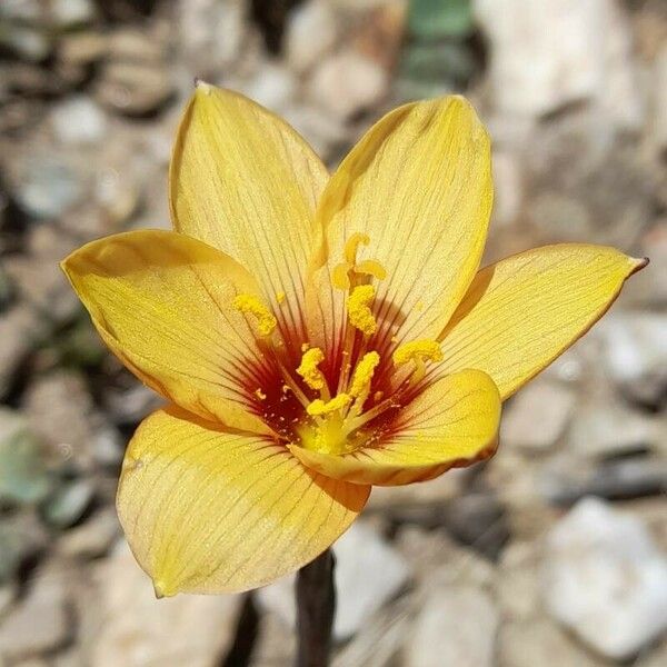 Zephyranthes tubispatha Flor