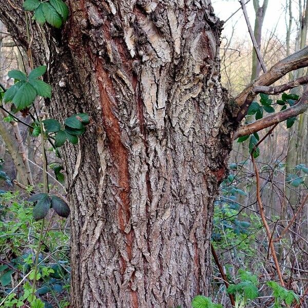 Salix babylonica പുറംതൊലി