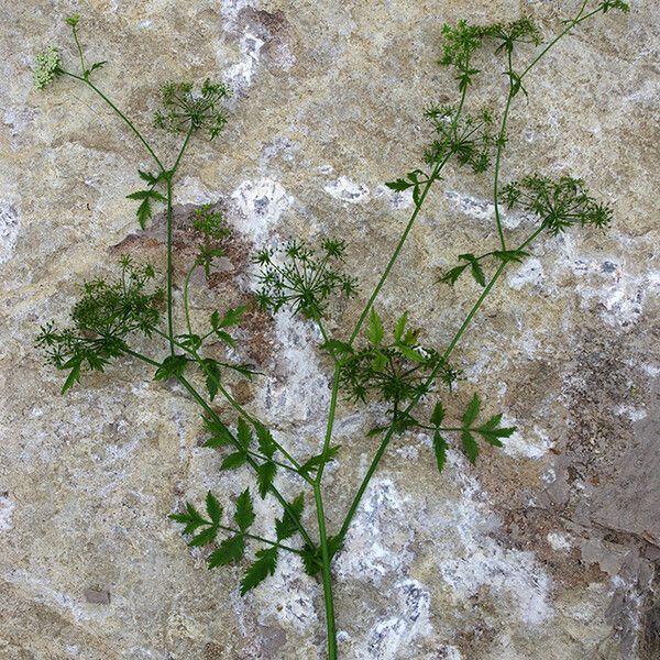 Berula erecta 整株植物