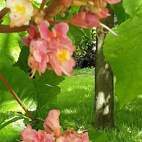 Aesculus pavia Fleur