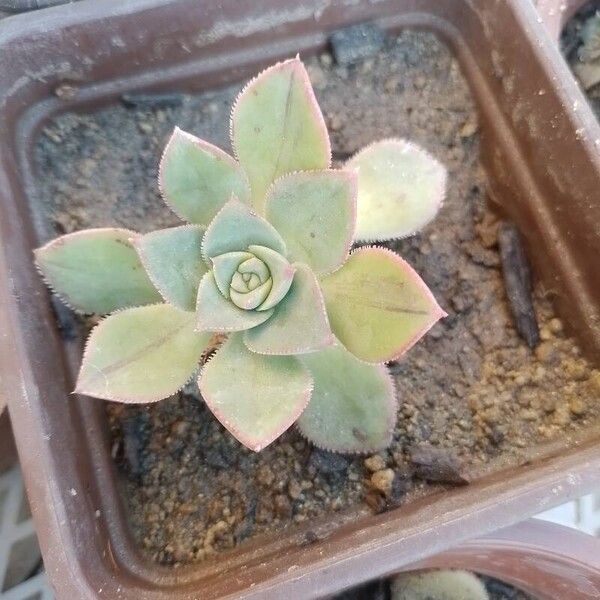 Aeonium haworthii Yaprak