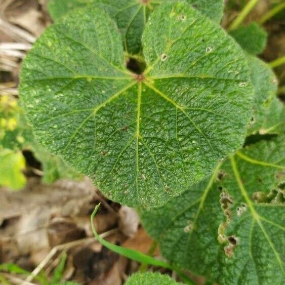 Alcea biennis Blad