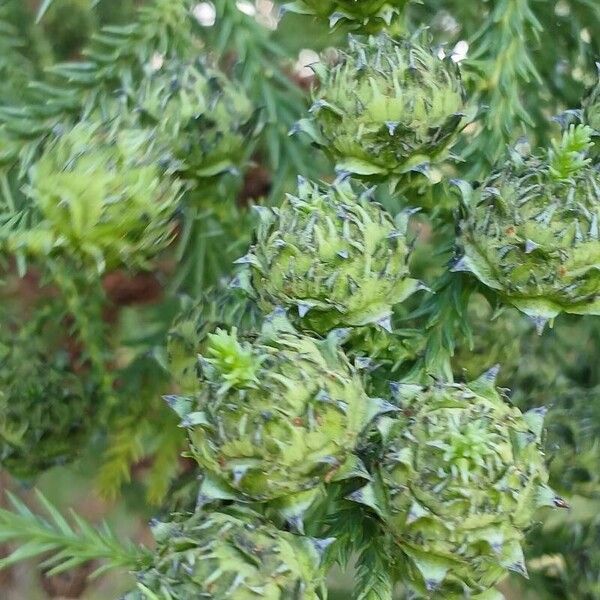 Cryptomeria japonica Flor