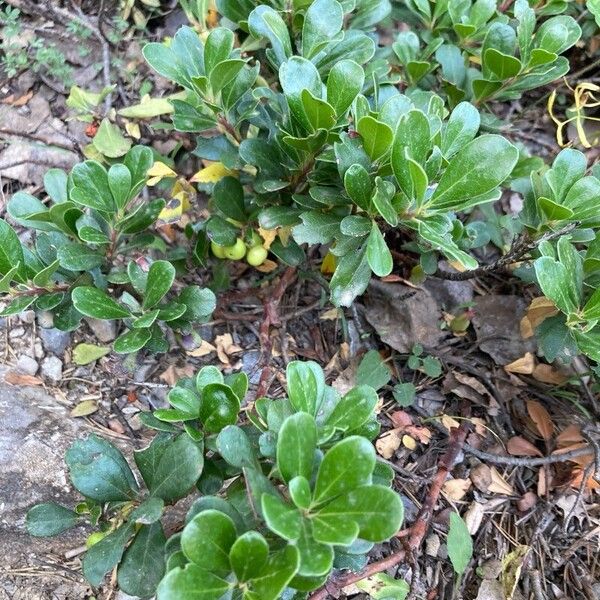 Arctostaphylos uva-ursi Hábito