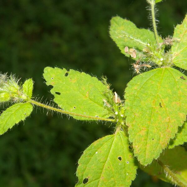 Croton hirtus Folha