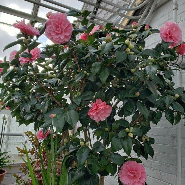 Camellia japonica Hábito