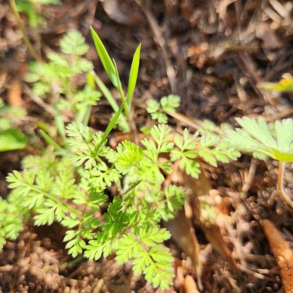 Chaerophyllum tainturieri Lapas