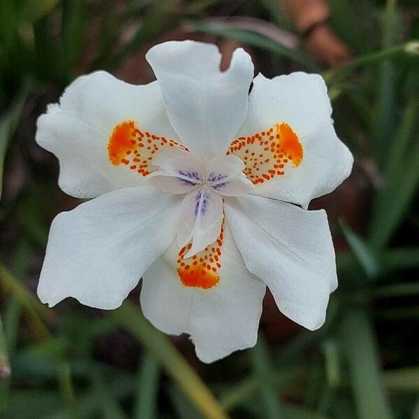 Dietes iridioides Blüte