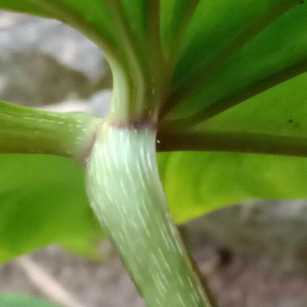 Philodendron gloriosum മറ്റ്