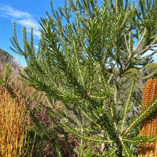 Banksia ericifolia Lapas