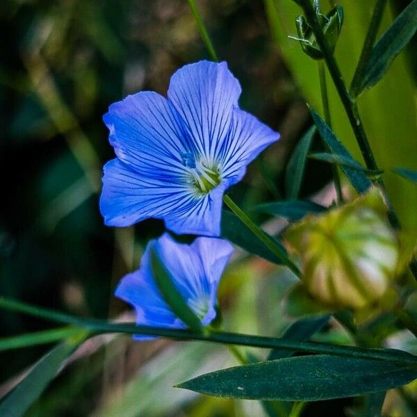 Linum usitatissimum Цвят