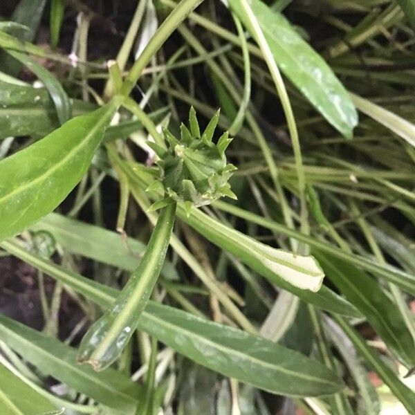 Gazania spp. Fruto